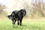 walking Flat Coated Retriever