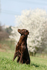 sitting Flat Coated Retriever