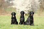 Flat Coated Retriever