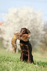 Flat Coated Retriever