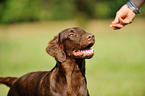 young Flat Coated Retriever