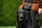 Flat Coated Retriever Portrait