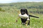 Flat Coated Retriever Puppy