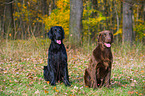 2 Flat Coated Retriever