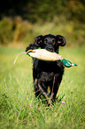 running Flat Coated Retriever