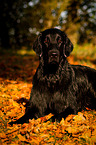 lying Flat Coated Retriever