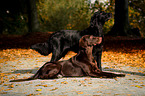 lying Flat Coated Retriever