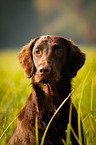 Flat Coated Retriever Portrait