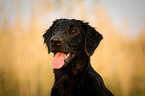 Flat Coated Retriever Portrait