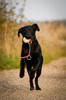 running Flat Coated Retriever