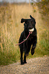 running Flat Coated Retriever
