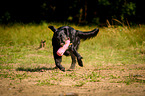 Flat Coated Retriever retrieves dummy