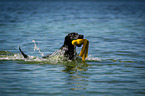 Flat Coated Retriever