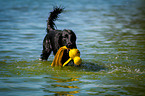 Flat Coated Retriever