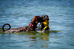 Flat Coated Retriever