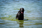 Flat Coated Retriever