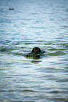 swimming Flat Coated Retriever