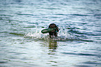 Flat Coated Retriever