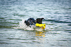 swimming Flat Coated Retriever