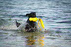 swimming Flat Coated Retriever