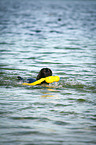 swimming Flat Coated Retriever