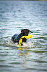 swimming Flat Coated Retriever