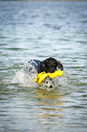 swimming Flat Coated Retriever