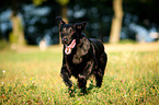 running Flat Coated Retriever