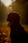 Flat Coated Retriever Portrait