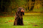 Flat Coated Retriever retrieves Pheasant