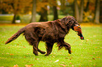 Flat Coated Retriever retrieves Pheasant