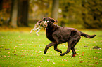 Flat Coated Retriever retrieves hare