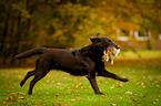 Flat Coated Retriever retrieves hare