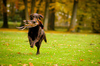 Flat Coated Retriever retrieves Pheasant