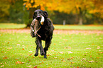 Flat Coated Retriever retrieves hare