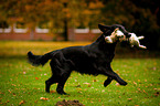 Flat Coated Retriever retrieves hare