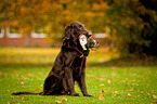 Flat Coated Retriever on duck hunting