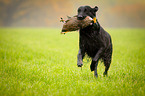 Flat Coated Retriever on duck hunting