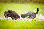 Flat Coated Retriever