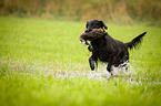 Flat Coated Retriever on duck hunting