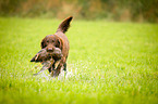 Flat Coated Retriever on duck hunting