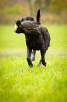 Flat Coated Retriever on duck hunting
