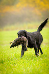 Flat Coated Retriever on duck hunting