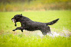 Flat Coated Retriever on duck hunting