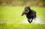Flat Coated Retriever on duck hunting