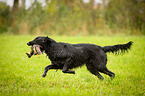 Flat Coated Retriever on duck hunting