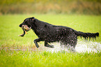 Flat Coated Retriever on duck hunting