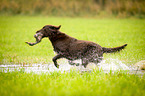 Flat Coated Retriever on duck hunting