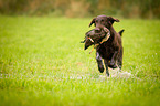 Flat Coated Retriever on duck hunting