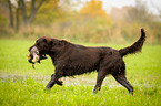 Flat Coated Retriever on duck hunting